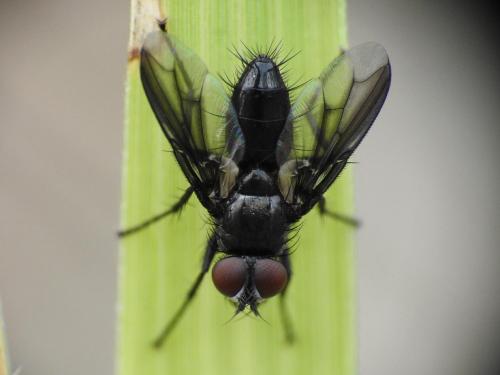 Réf. 309 887 : Nyctia halterata